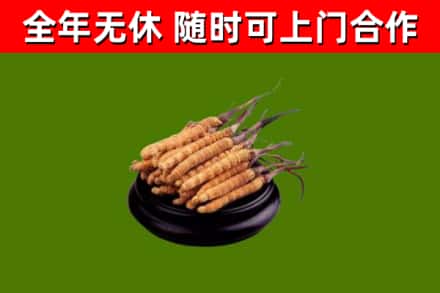 班玛县烟酒回收冬虫夏草.jpg