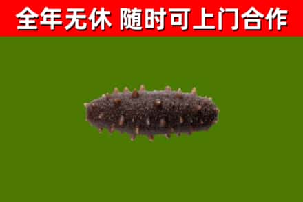 班玛县烟酒回收干海参.jpg